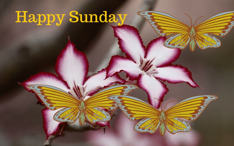 Happy Sunday Wishes in Hindi
