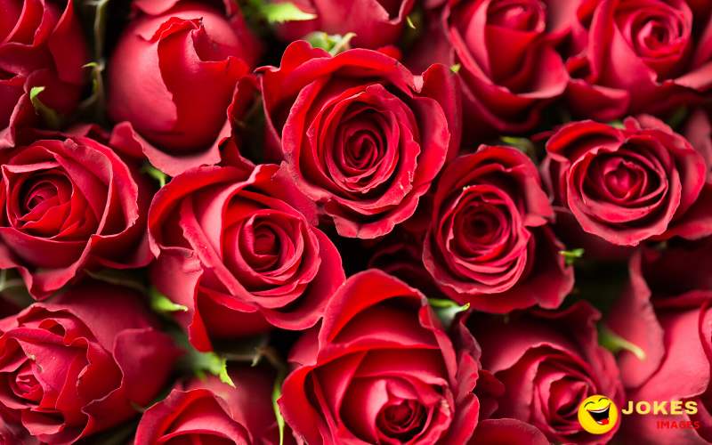 Red Rose Images & Wishes