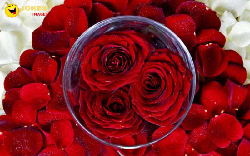 लाल गुलाब के फूल की शानदार फोटो